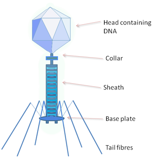 Phage explanatory graphic showing the Head, Collar, Sheath, Base plate and fibres
