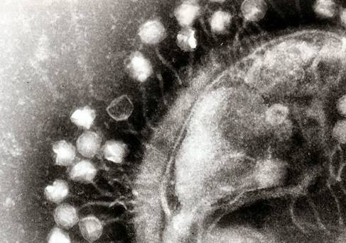 Phages attacking bacteria
