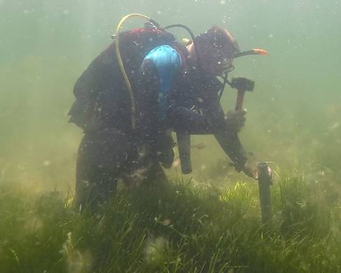 Scuba diver with seagrass