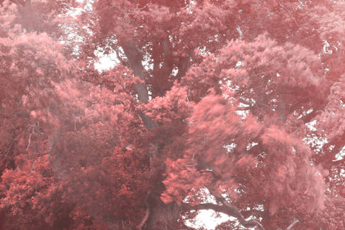 Blurred photo of a large tree with red leaves