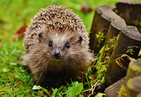 Hedgehog