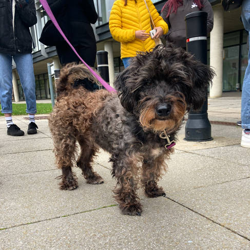 A dog on a lead