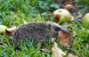 Garden scraps: British wildlife clash over leftover food