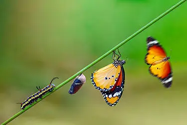 Caterpillar to butterfly