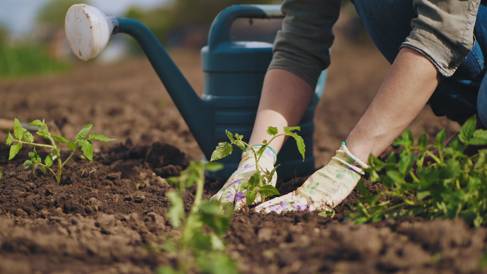 Hands planting something in a field