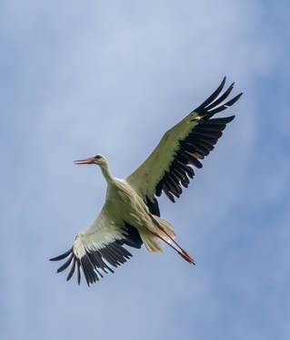 Image of stork flying