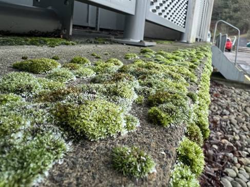 Moss growing on floor