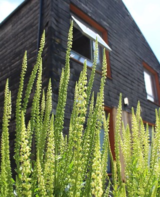 The Wild House (Brighton Waste House) natural dye garden