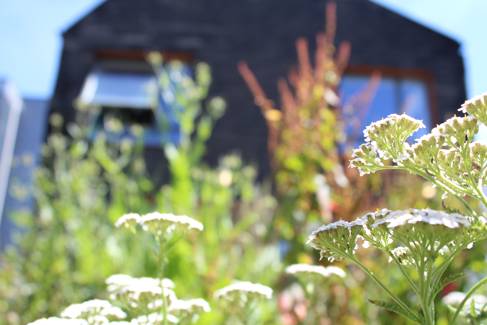 Blooming flowers in front of a black house with two windows