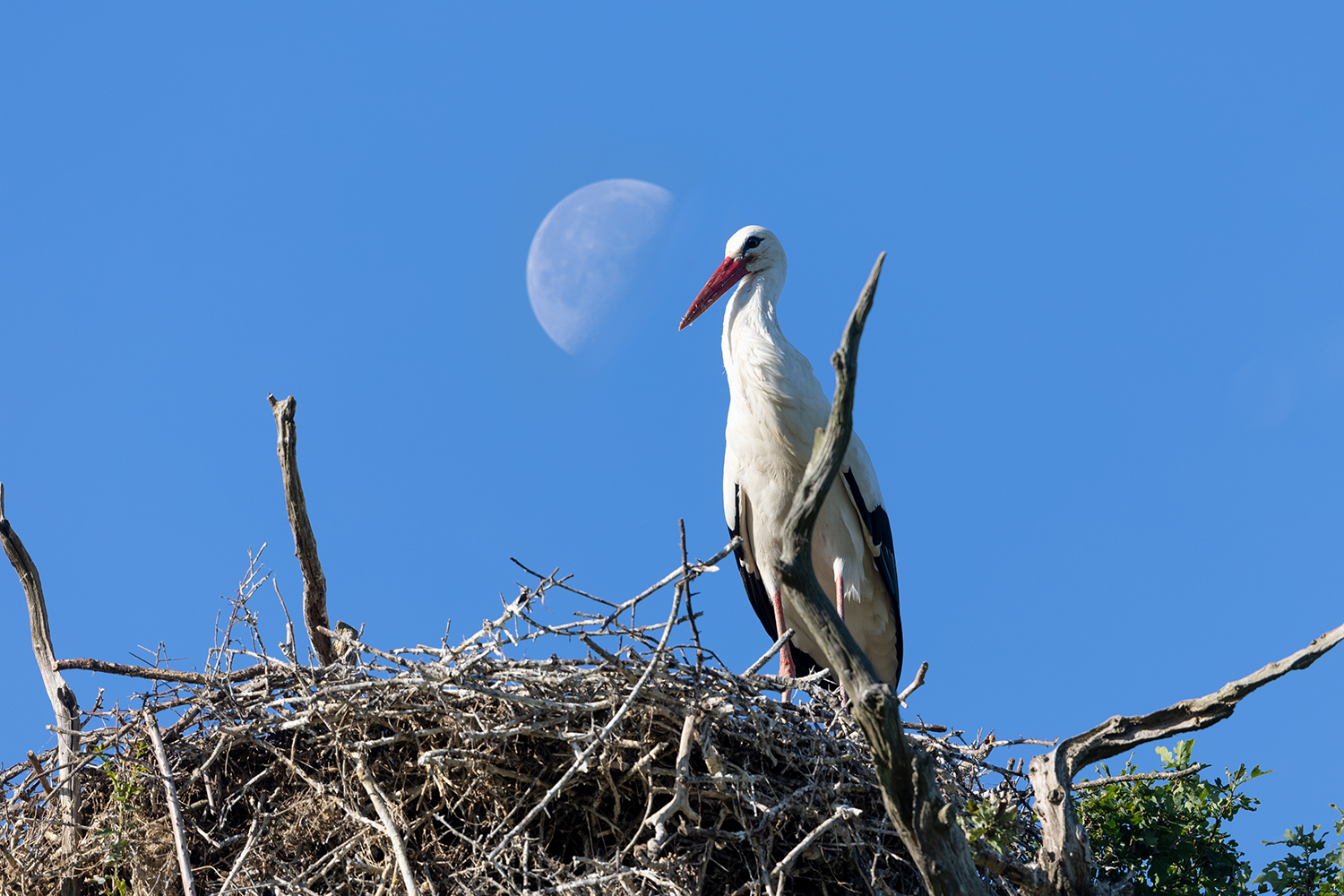 Image of stork by David Oldham