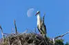 Assessing the Feasibility of White Storks Returning to London with Support from the University of Brighton