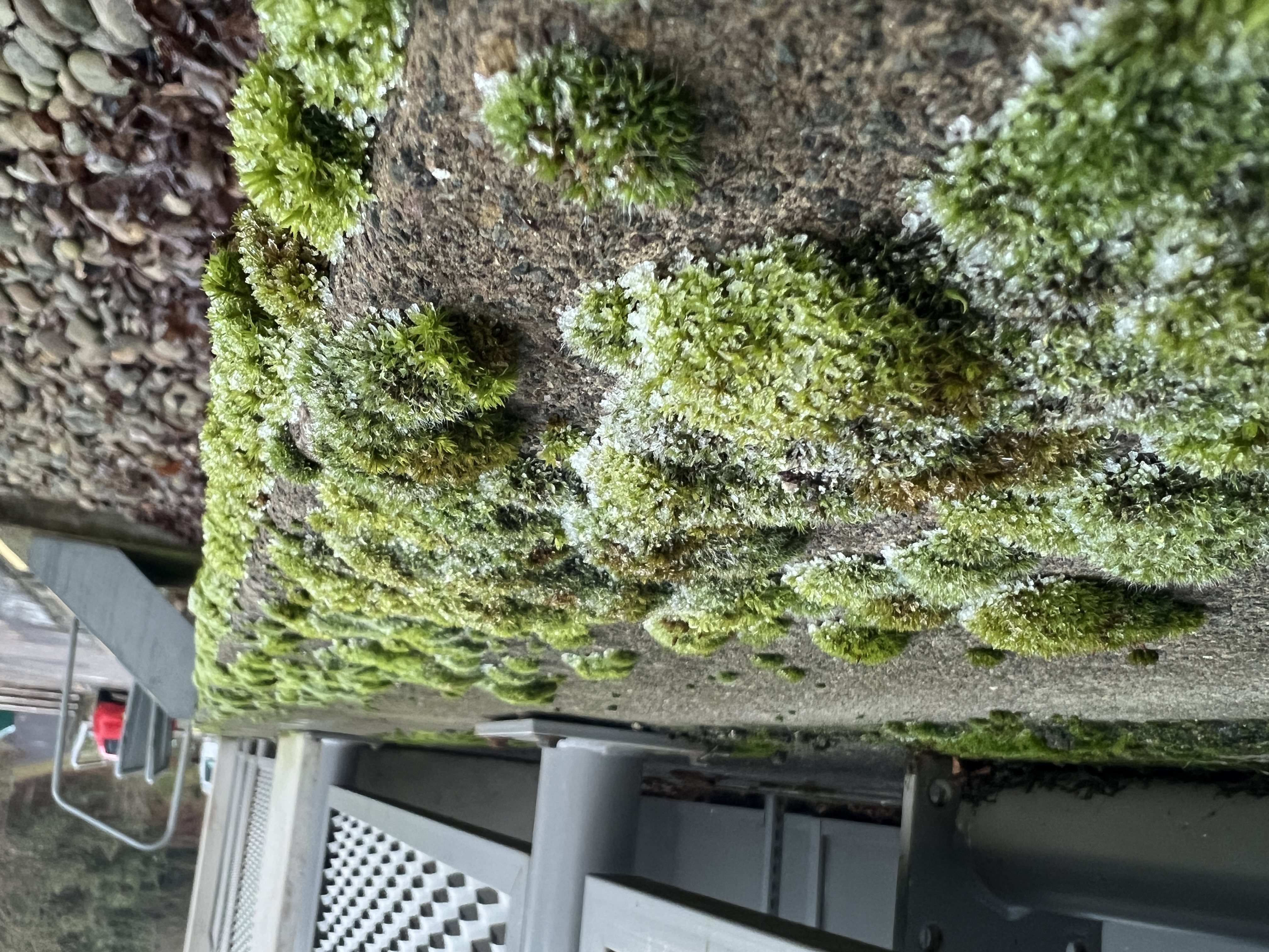 Moss growing on floor