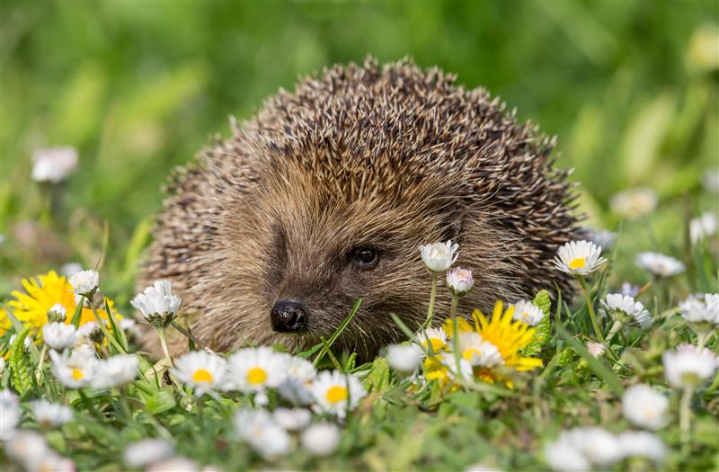 Picture of hedgehog in the grass