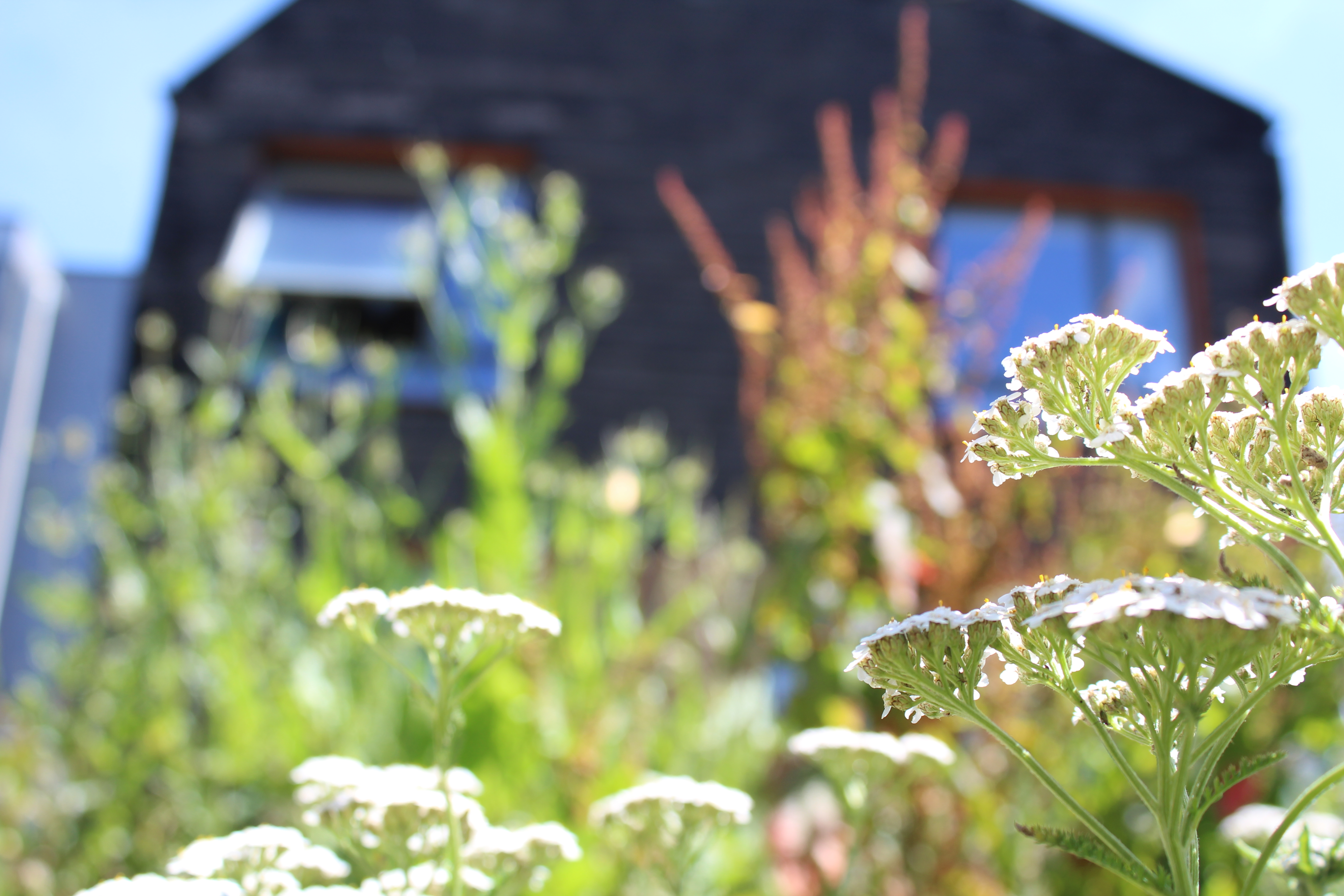 Wild House natural dye garden