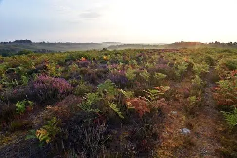 A field of ferns in the New Forest