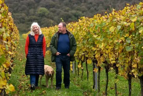 A woman and a mana and their dog walk through a vineyard in winter