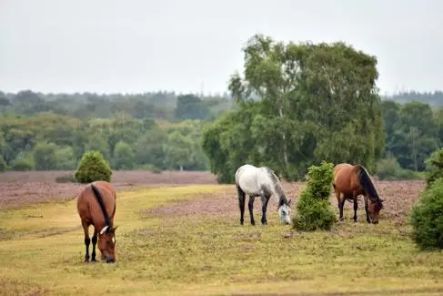 Horses graze in the New Forest