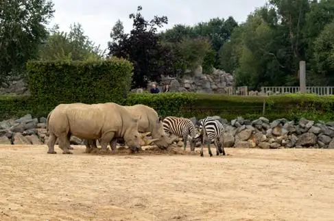 Rhinos and zebras in the zoo