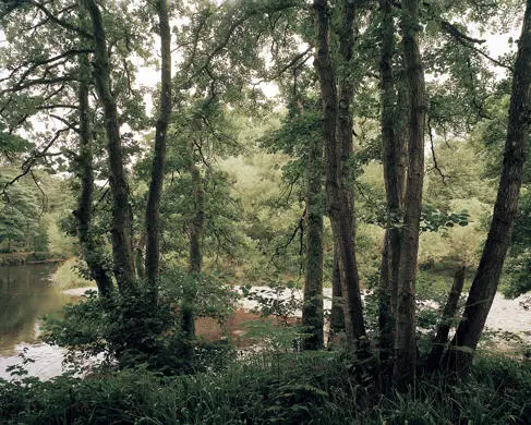 Woodlands Photo by Fergus Heron.