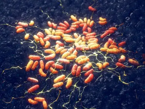 Yersinia pestis