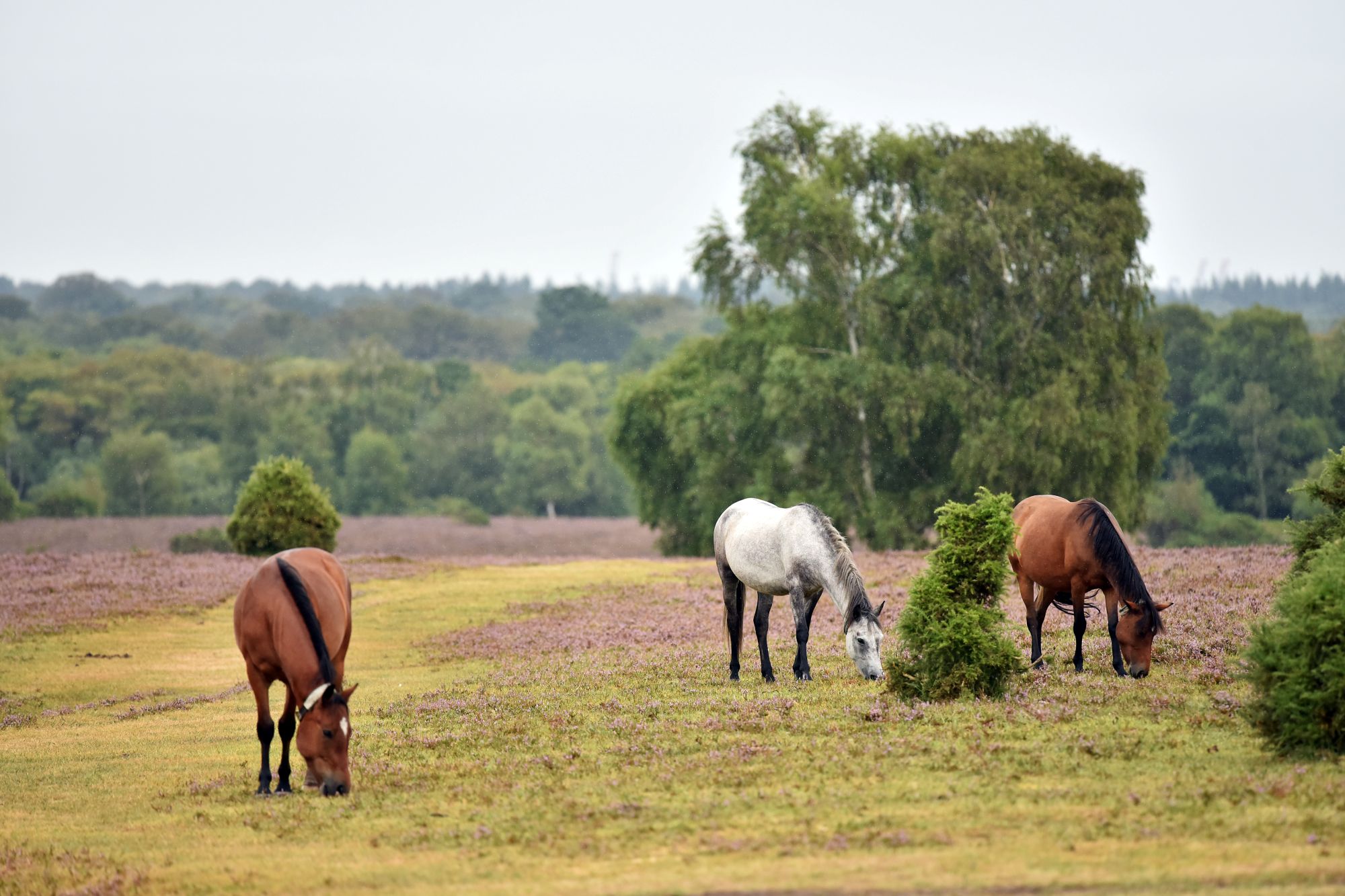 Horses graze in the New Forest