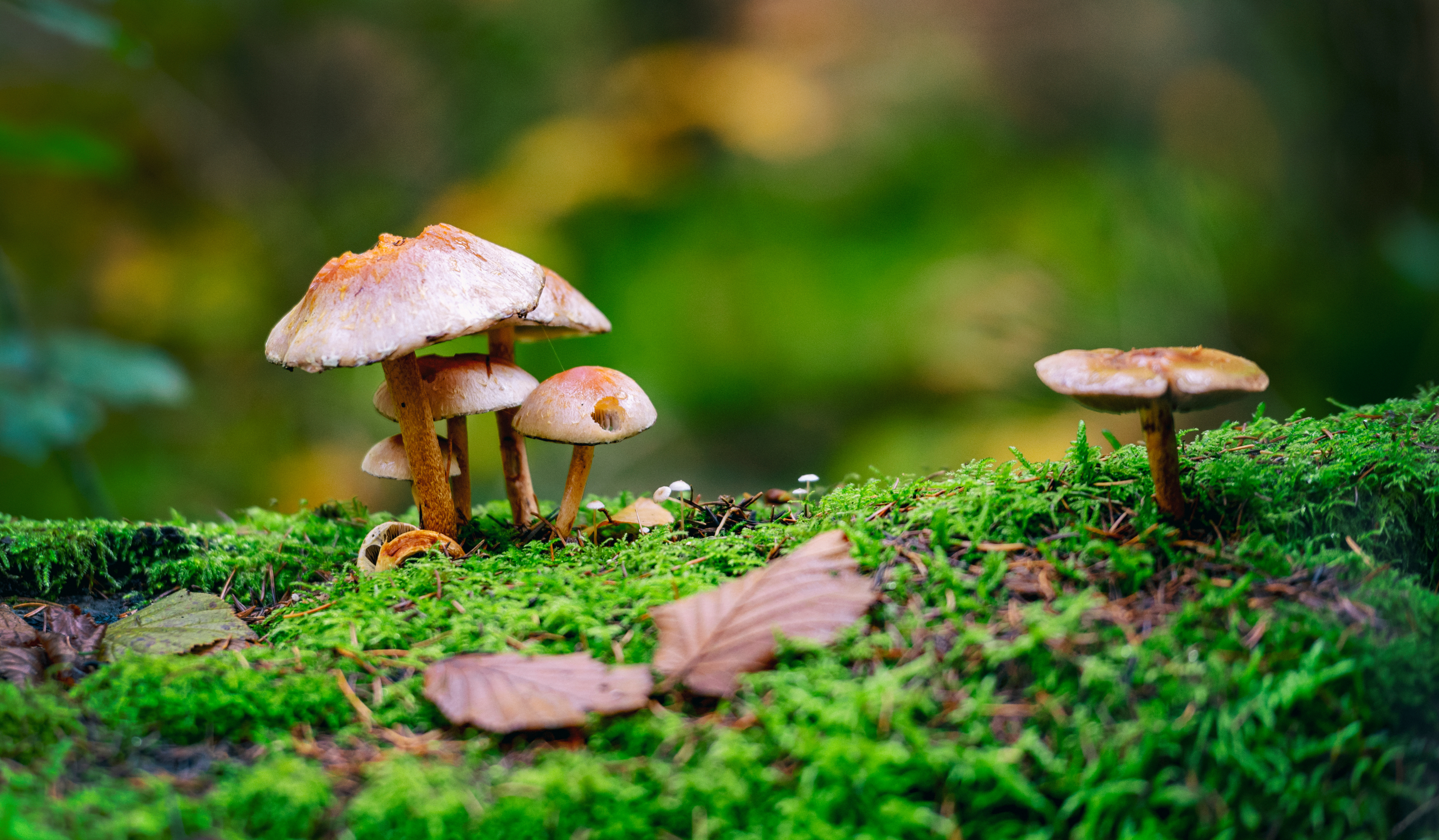 Mushrooms