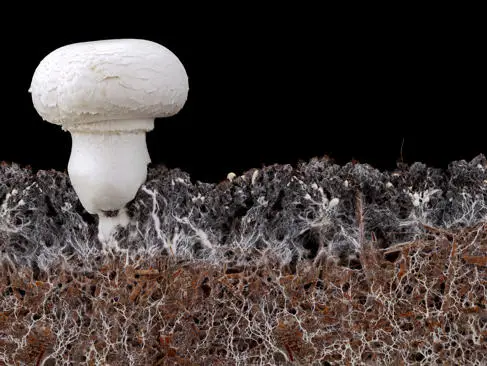 mycelium