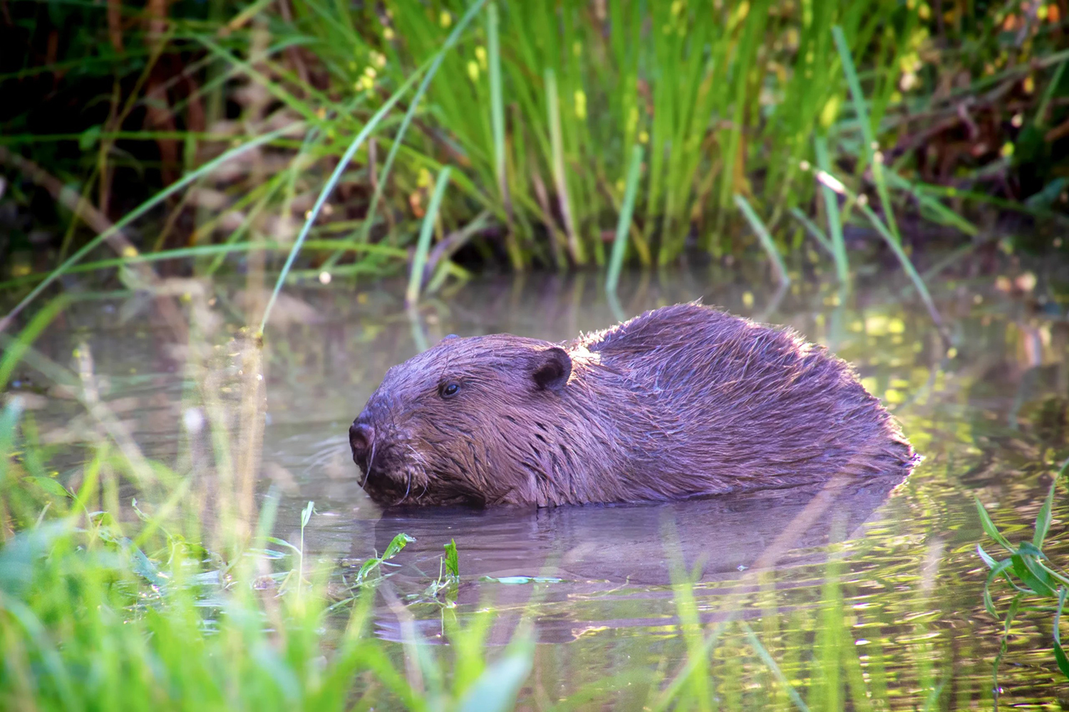 Picture of Beaver in a river