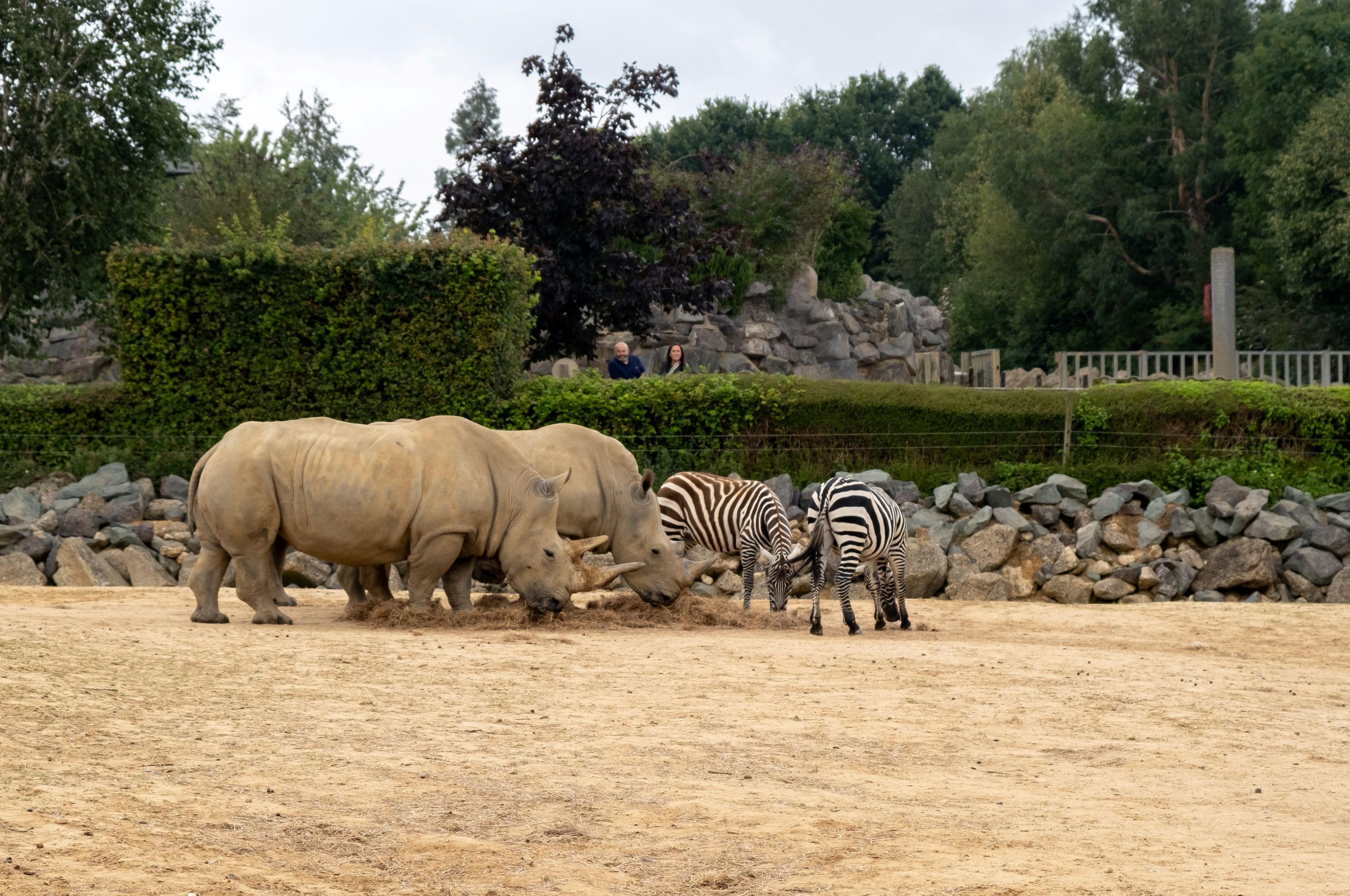 Rhinos and zebras in the zoo