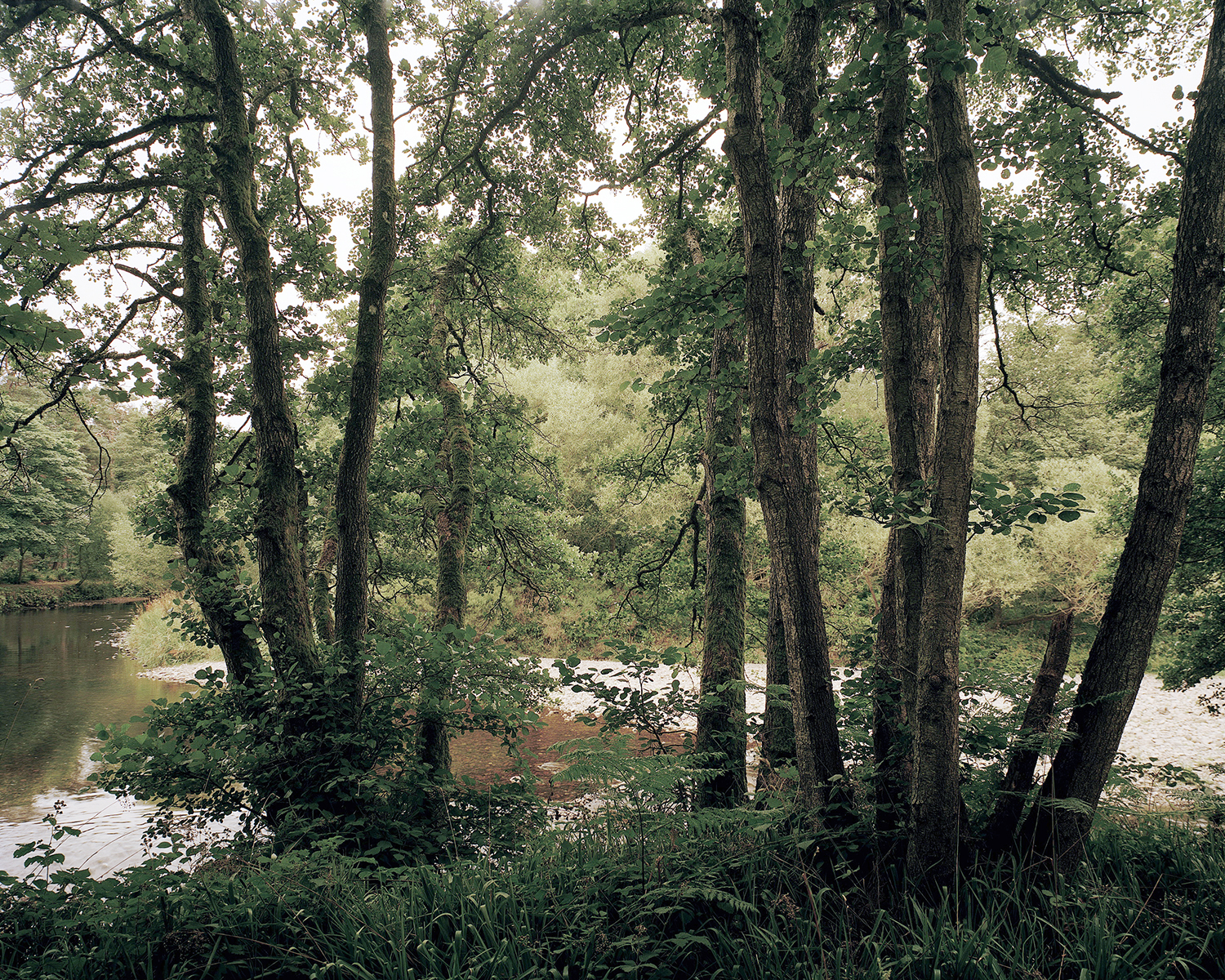Woodlands Photo by Fergus Heron.