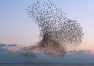 Murmuration of starlings by Christopher Stevens, Brighton