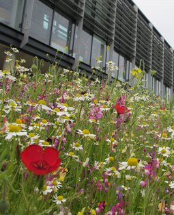 Floral biodiversity in front of the Checkland Building