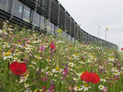 Biodiversity at checkland